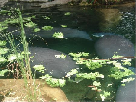 Manatees: The Last Generation? photo, from ThemeParkInsider.com